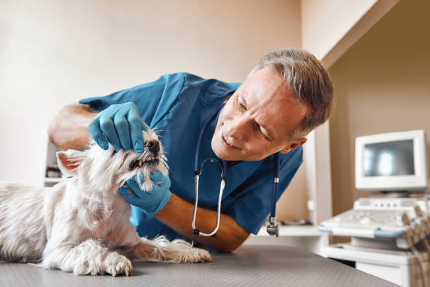 Best Emergency X-Rays and Diagnostics in Lyndhurst, OH